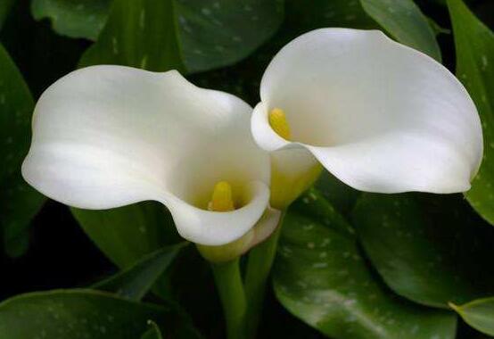 紅色馬蹄蓮花語，圣潔虔誠、永結同心、吉祥如意