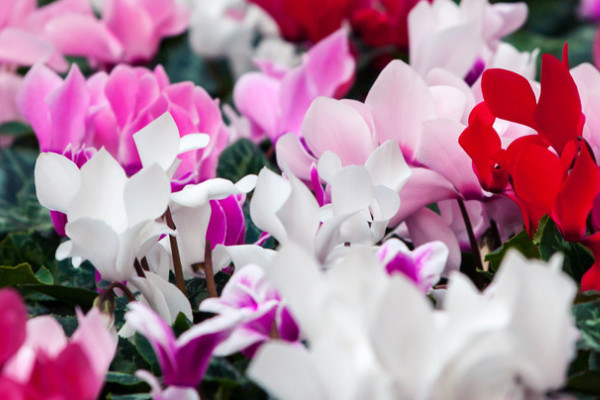 水培仙客來(lái)的養(yǎng)殖方法和注意事項(xiàng)