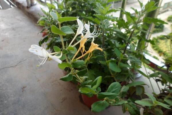 金銀花樹苗的種植方法，種后養(yǎng)護(hù)非常關(guān)鍵