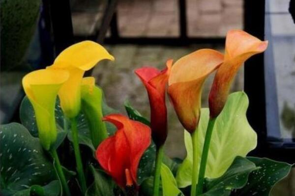 彩色馬蹄蓮怎么養(yǎng)，掌握以下要點(diǎn)新手也能養(yǎng)好馬蹄蓮