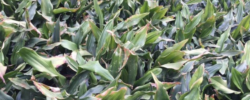 銀邊萬年青的養(yǎng)殖方法