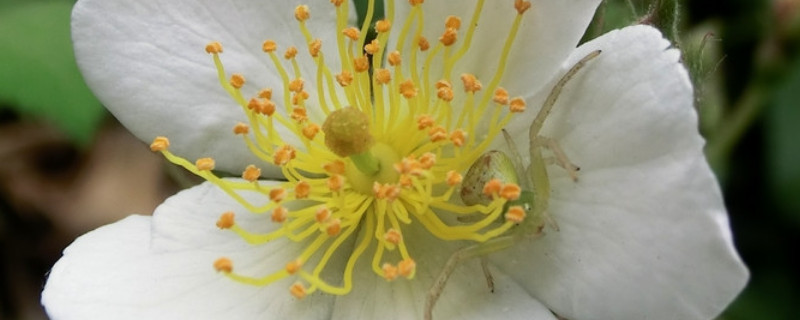 金櫻子花開(kāi)于什么季節(jié)