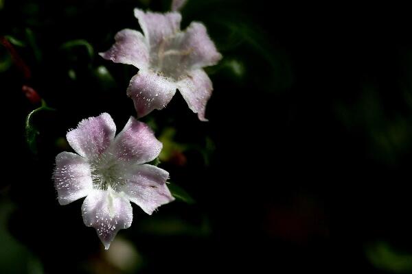 六月雪葉子干枯掉落，五種原因以及解決方法