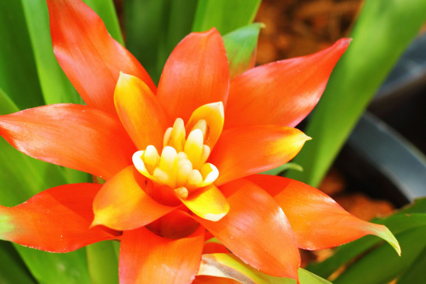 鴻運當頭花腐葉病怎么辦