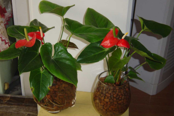 紅掌水培養(yǎng)殖方法，控制濕度是重中之重