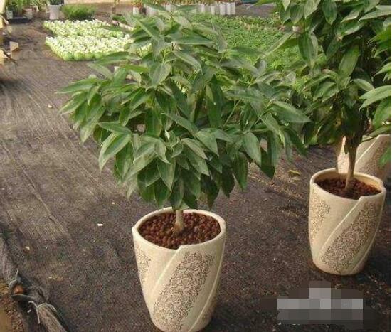 平安樹(shù)為什么不發(fā)新芽，三種原因以及解決方法