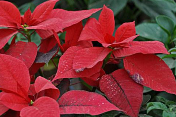 新買(mǎi)回來(lái)的一品紅怎么養(yǎng)