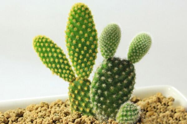 仙人掌枯萎了該怎樣救護(hù)，立即換盆并加強(qiáng)管理