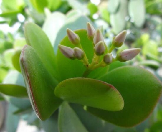 燕子掌掉葉子怎么辦，老農(nóng)教你三種最直觀解決方法