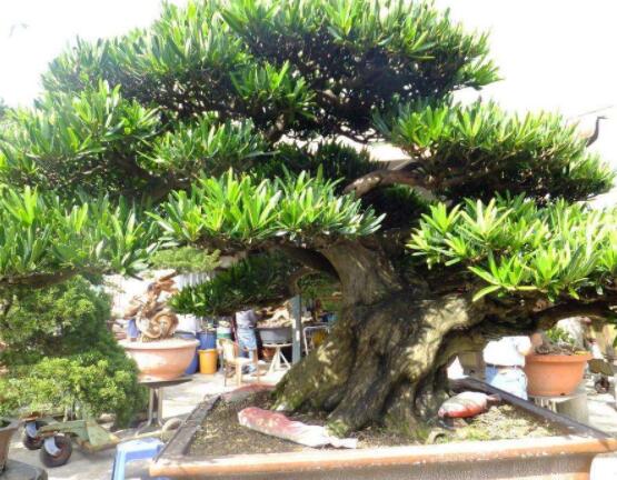 羅漢松修剪方法圖解，只需要三點(diǎn)步驟造型美觀茂盛