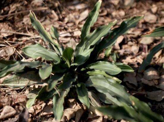 萬年青種類及圖片大全，盤點做好看的六大種類