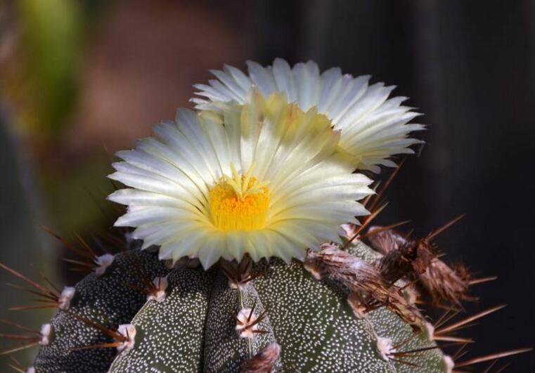 仙人掌幾年開(kāi)次花，養(yǎng)護(hù)恰當(dāng)?shù)脑捒梢悦磕觊_(kāi)花