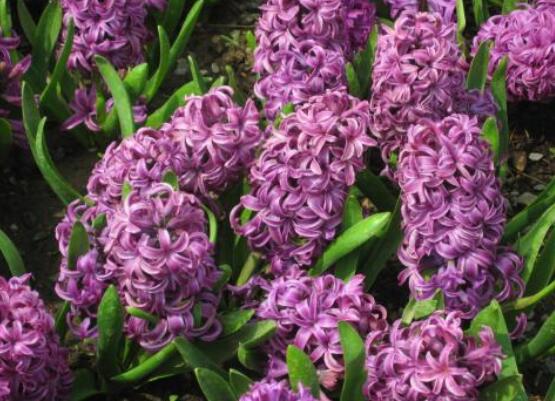 好看的風(fēng)信子圖片欣賞，姿色優(yōu)美，色彩艷麗