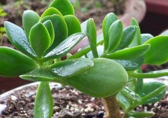 燕子掌怎么繁殖，主要有兩種扦插方法(土插與水插)