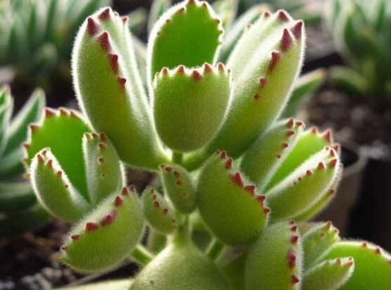 熊童子掉葉子怎么回事，三種原因以及解決方法