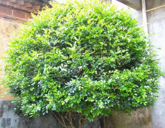 九里香爛根的原因，九里香爛根怎么辦