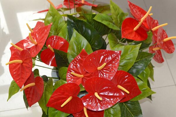 紅掌葉子不紅什么原因，以下5個原因都會導(dǎo)致紅掌不紅