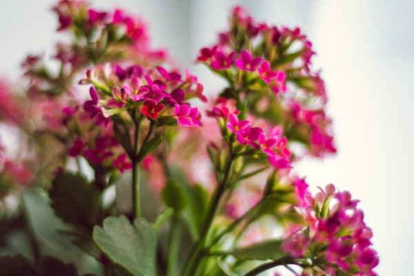 長(zhǎng)壽花過(guò)冬的最低溫度是多少