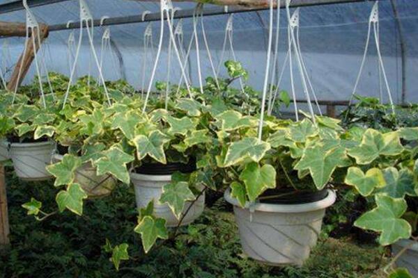 金邊常春藤的養(yǎng)殖方法，以磷鉀肥為主少施氮肥