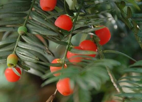 紅豆杉的養(yǎng)殖方法和注意事項(xiàng)，七大基本方法養(yǎng)殖郁郁蔥蔥