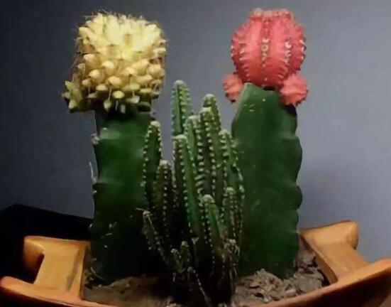 仙人掌怎么養(yǎng)可以又粗又壯，做到四個(gè)要點(diǎn)高枕無憂(健壯)