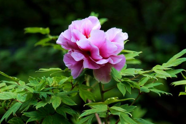 牡丹移栽后要注意事項(xiàng)