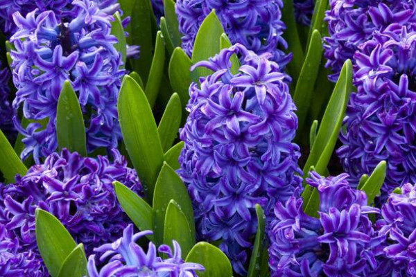 風(fēng)信子花敗后怎么處理