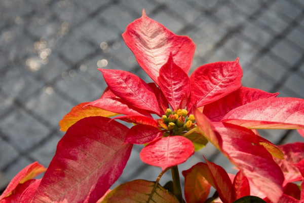 一品紅怎么養(yǎng)