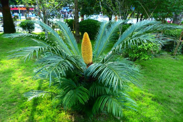 鐵樹(shù)施什么肥最好，施一些稀薄的復(fù)合液肥即可