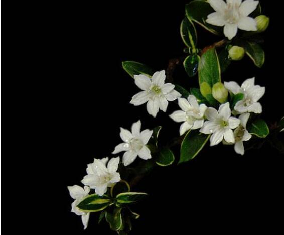 六月雪樹葉發(fā)黑怎么辦，找清原因及時救治（三種原因及解決方法）