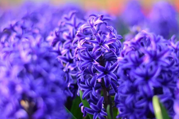 風(fēng)信子什么時候種植