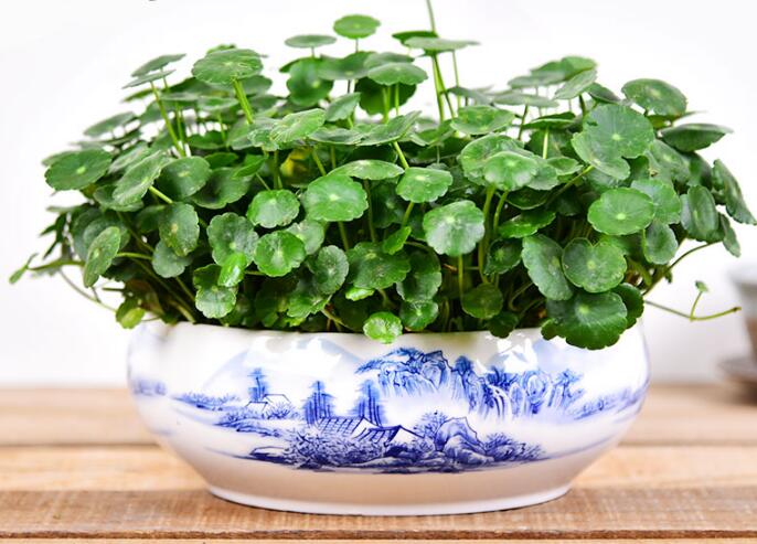 銅錢草怎么剪枝水培，剪成一根勤換水