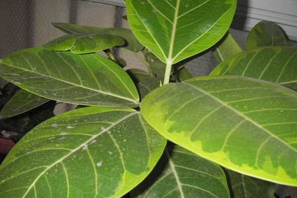 盆栽橡皮樹(shù)開(kāi)花嗎