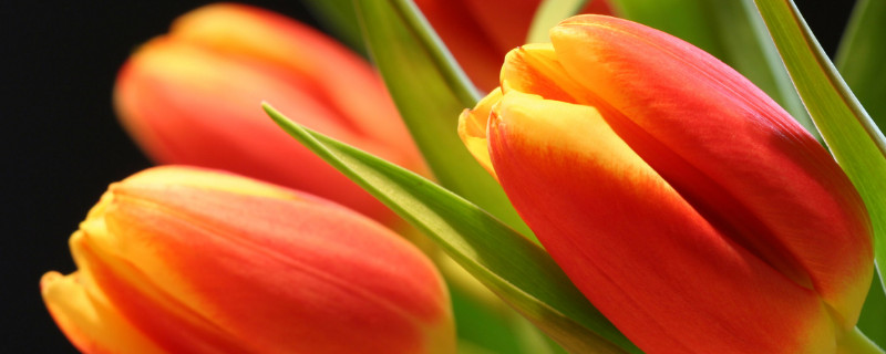 郁金香如何過(guò)冬