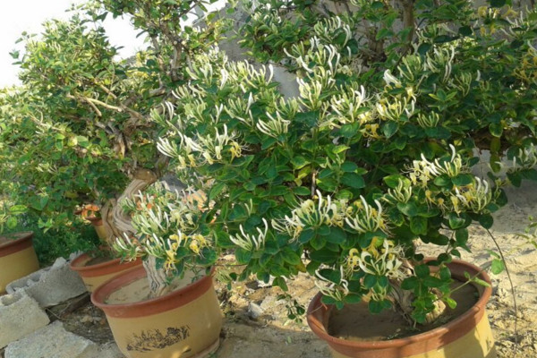 金銀花盆栽養(yǎng)殖方法和注意事項(xiàng)，澆水見干見濕需遮蔽強(qiáng)光