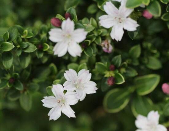 六月雪葉子發(fā)黑脫落怎么辦，做好三個(gè)要點(diǎn)即可恢復(fù)綠意