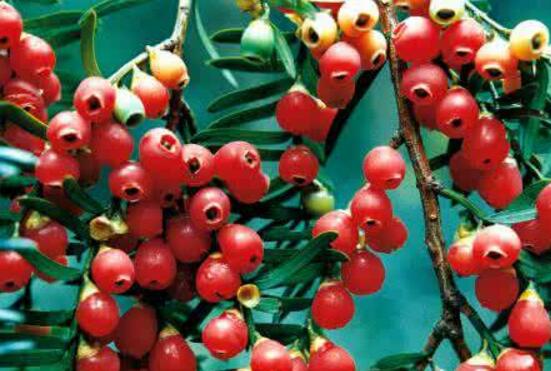 紅豆杉怎么換盆，三個簡單方法教你輕松學(xué)會