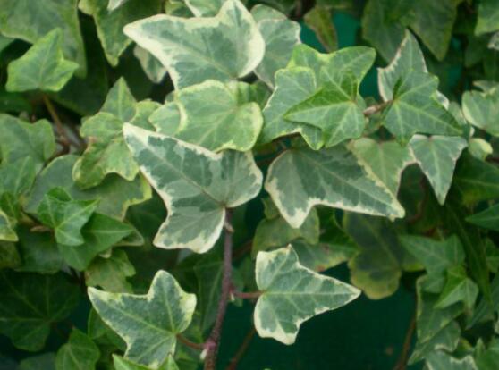 常春藤晚上能放臥室嗎，能/凈化空氣、舒緩身心、擋煞驅(qū)煞