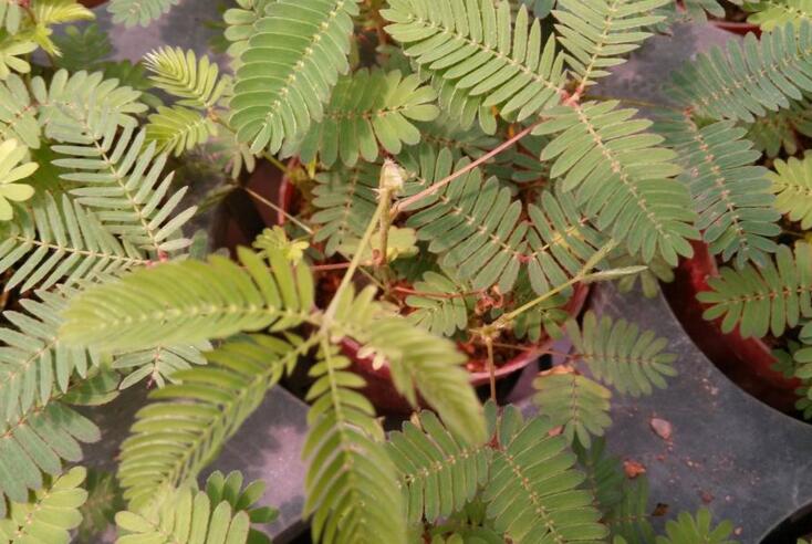 含羞草怎么養(yǎng)才活的久，要對它進行人工繁殖才行