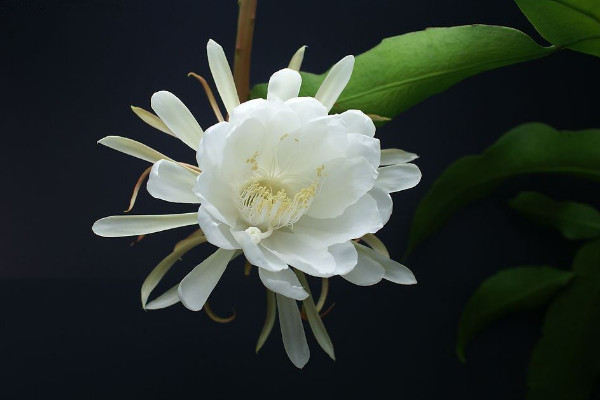 曇花為什么只能一現(xiàn)，生長(zhǎng)習(xí)性所決定