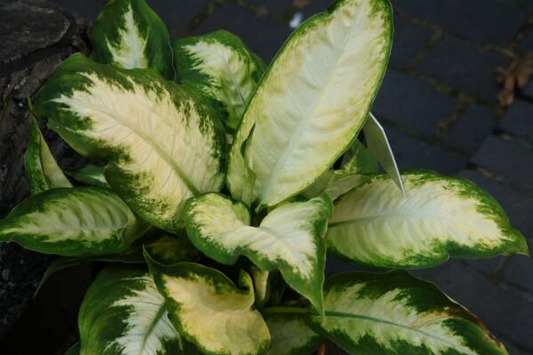 萬(wàn)年青的養(yǎng)殖方法和注意事項(xiàng)：土壤適宜/溫度適中/切勿暴曬/合理澆水