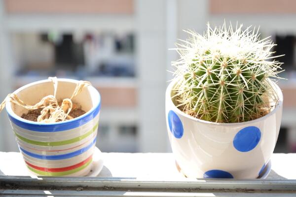 仙人球多久澆一次水，控制澆水量保證土壤偏干即可