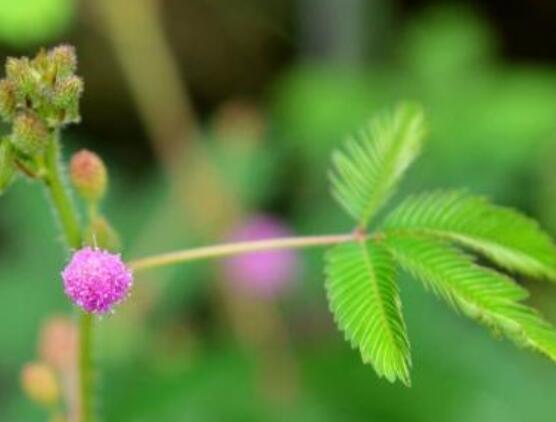 含羞草怎么養(yǎng)護，老農(nóng)總結(jié)五點最實用方法