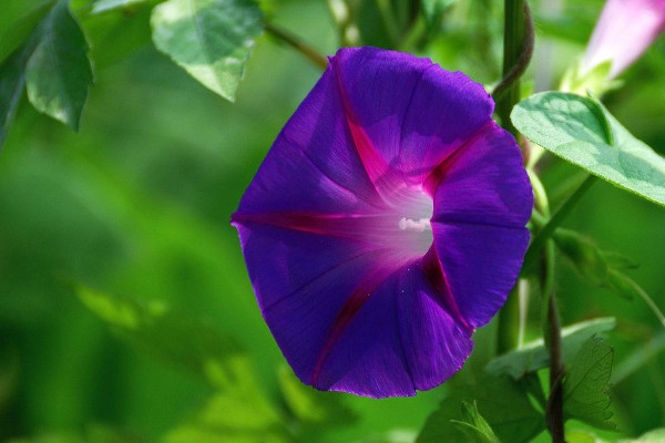 牽?；ǚN子怎么種