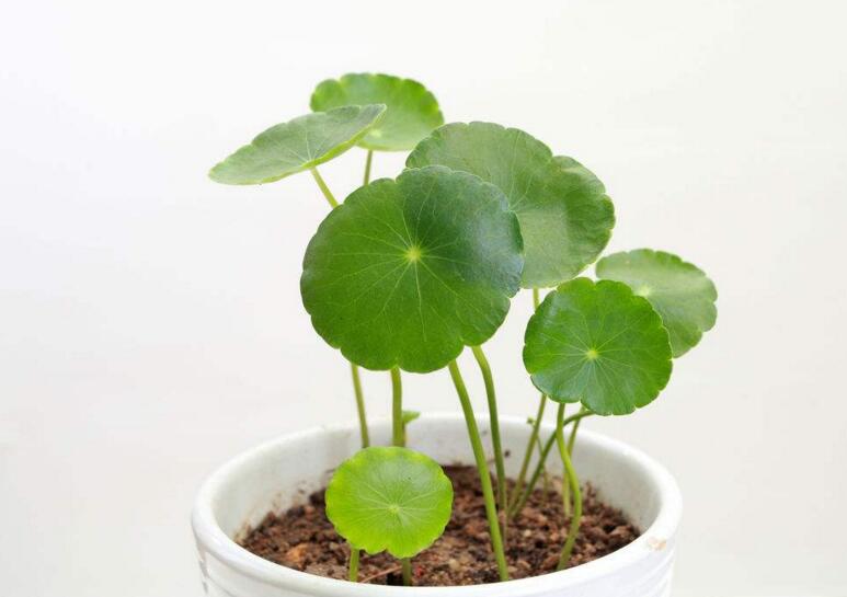 銅錢草怎么種，4個養(yǎng)殖方面要注意