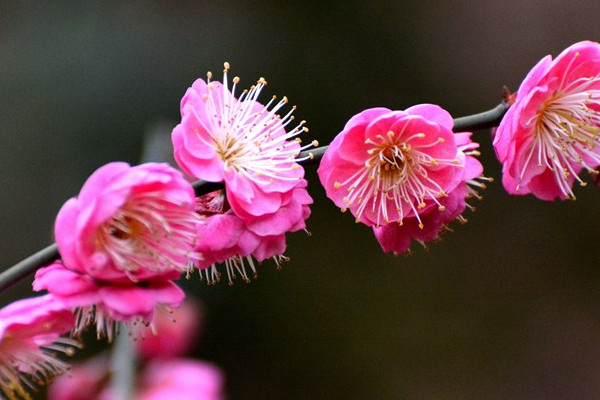 紅梅樹葉發(fā)黃怎么辦