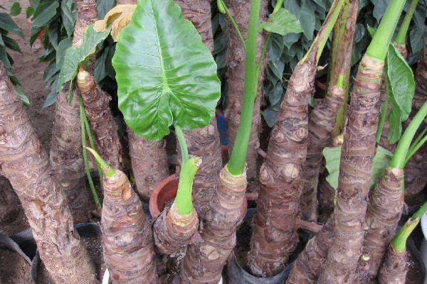 滴水觀音主干長(zhǎng)歪了怎么辦