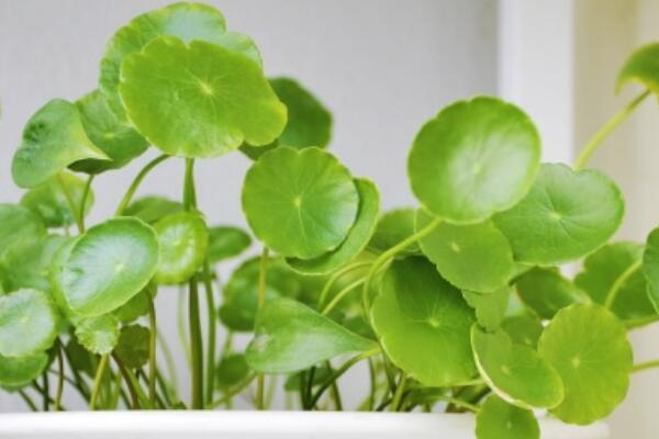 銅錢草除甲醛嗎，能/但除甲醛效果一般