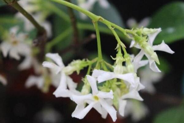 風(fēng)車茉莉怎么過冬