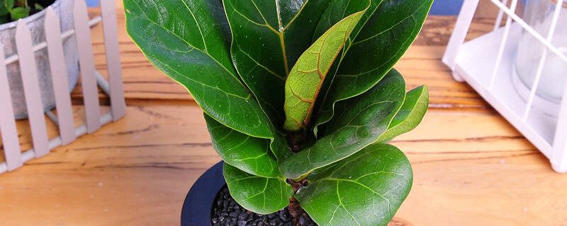 琴葉榕爛葉子怎么辦